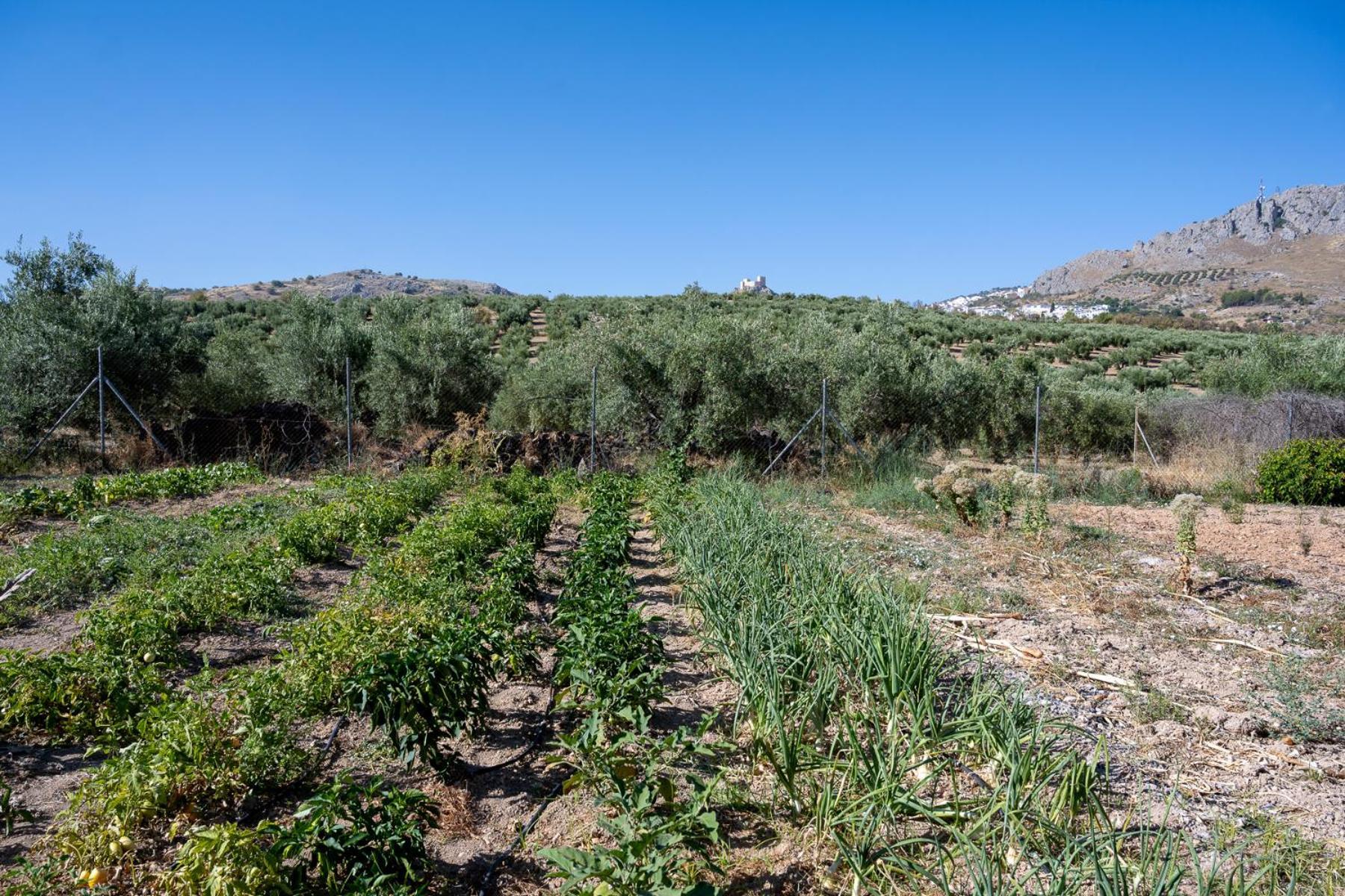 Agroturismo Ecologico El Cortijillo Luque Kültér fotó